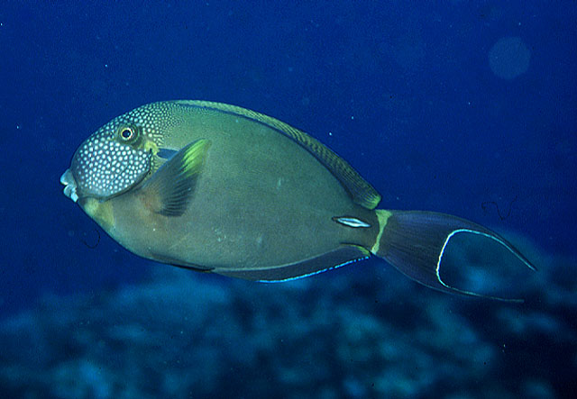 Acanthurus maculiceps